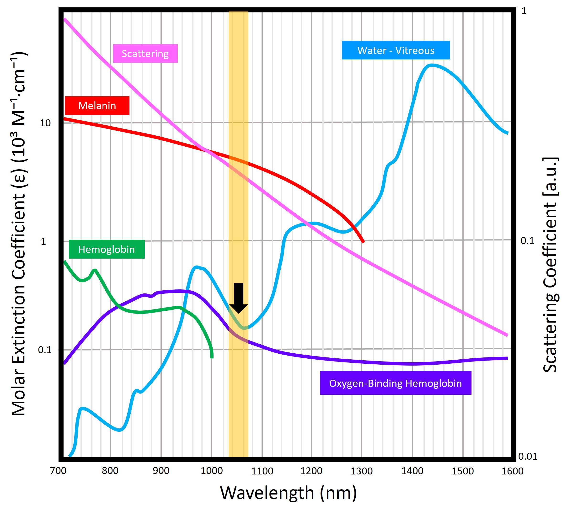 Wavelength Absorption Graph